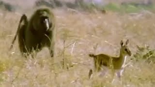 Baboon vs Baby Gazelle  Be An Animal  BBC Earth [upl. by Winebaum]