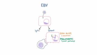 Epstein Barr Virus EBV and Cancer [upl. by Anatole]