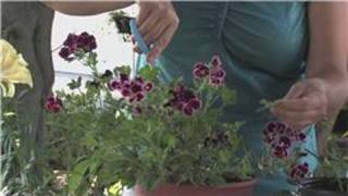 Geraniums  How to Cut Back Geraniums [upl. by Edda]