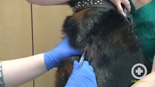 How to Do a Canine Jugular Venipuncture [upl. by Ataymik307]