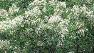 シマトネリコ（モクセイ科） Fraxinus griffithii 2024年7月 沖縄本島 [upl. by Assadah409]