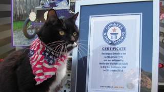 Guinness World Record Longest Cat Jump [upl. by Htelimay]