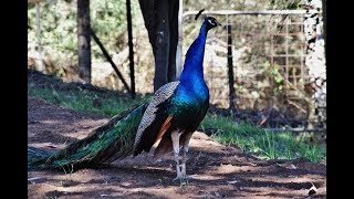 Peacock calls and Peahen calls [upl. by Inge]