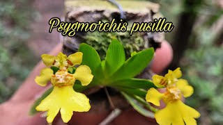 Psygmorchis pusilla [upl. by Stevenson]