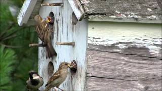 House Sparrow Feeding Babies [upl. by Diella]