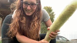 How to process green luffa loofah gourds [upl. by Airamasor]