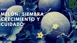 MELÓN SIEMBRA CRECIMIENTO Y CUIDADOS COMPLETOS PASO A PASO COSECHANDO [upl. by Alleras]