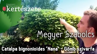 Catalpa bignonioides Nana  Gömb szivarfa  Növényismeret  kertészeti tananyag [upl. by Flanagan]