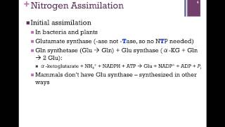 133Nitrogen Assimilation [upl. by Perrie987]