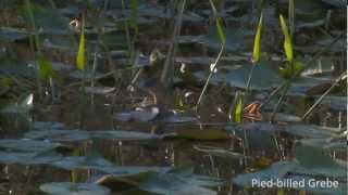 Everglades Mountains and Valleys Slough [upl. by Tiffi]