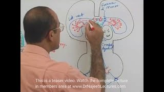 processing of csf [upl. by Takeo]