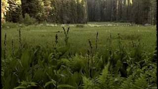 Sequoia National Park [upl. by Etnaled]