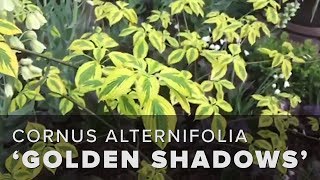 Pagoda Dogwood Tree Cornus alternifolia Golden Shadows® [upl. by Assetal]