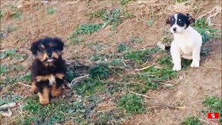 Rescued Two Puppies From The Meadow [upl. by Ahsinac]