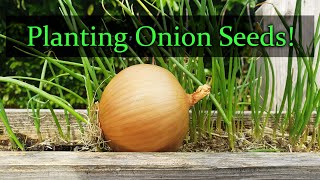 Planting Onion Seeds For Beginners [upl. by Aridni924]