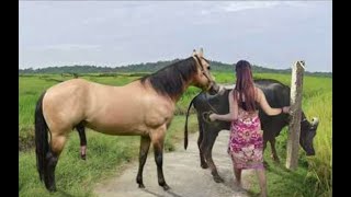 My sister training care her lovely horse in beginner 2021 [upl. by Ytsirhc]