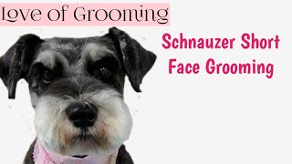 How to Clip a Pet Schnauzers Face and Eyebrows Short  Pet Schnauzer Grooming [upl. by Anuahc]