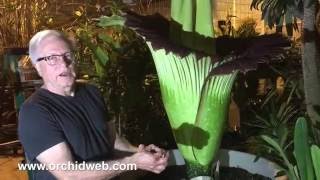 The Amazing Corpse Flower Amorphophallus titanum Blooming and Smoking June 2016 [upl. by Condon]