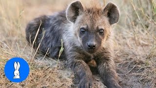 Baby Hyenas Screaming  FUNNIEST Compilation [upl. by Abby]