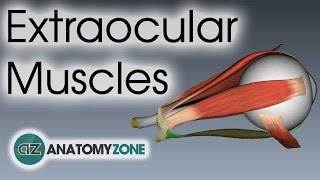 Extraocular Muscles  Eye Anatomy [upl. by Hnid]