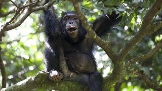 Chimps Team Up to Hunt Monkeys  BBC Earth [upl. by Nimra]