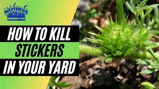 How to Kill Stickers in Your Yard [upl. by Ellesij]