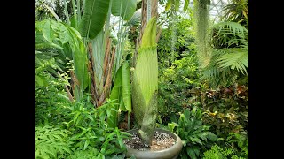 Missouri Botanical Garden Corpse Flower Live Stream 2021 [upl. by Anaig824]