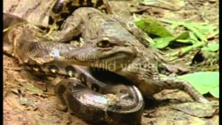 Worlds Deadliest Anaconda vs Caiman [upl. by Lajib130]