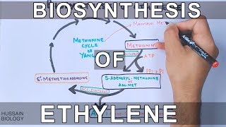 Biosynthesis of Ethylene [upl. by Cassandry]