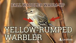 Yellowrumped Warbler Myrtle Identification  Fall Warbler Warmup [upl. by Champ]