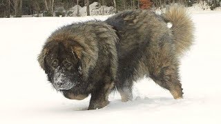 Caucasian Shepherd Brutal Russian Bear Dog [upl. by Silin]