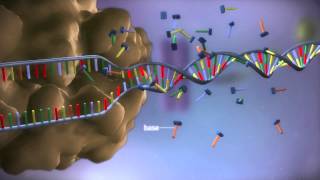 From DNA to protein  3D [upl. by Lyram]