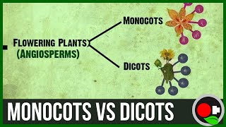 Monocots vs Dicots Explained [upl. by Straus]