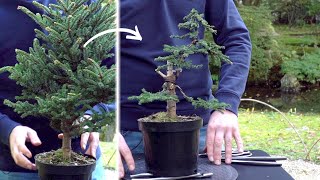 Creating a Spruce Bonsai  DIY [upl. by Heigl]