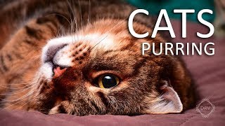 CAT PURRING Sounds to Relax your Cats and yourself HQ [upl. by Ellak]