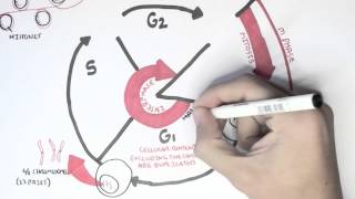 Cell Cycle Overview Interphase [upl. by Alegre]