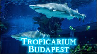 Tropicarium Budapest [upl. by Jonas]