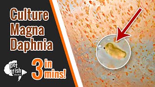 How to culture DAPHNIA MAGNA  The easy way [upl. by Ebocaj]