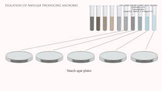 Isolation of amylase producing microbes [upl. by Sipple]