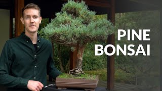 Pine Bonsai trees Pinus [upl. by Enale]