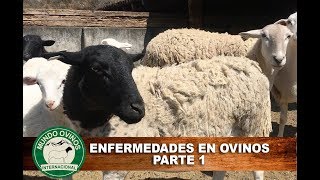 Enfermedades en ovinos parte 1 [upl. by Ailedamla]