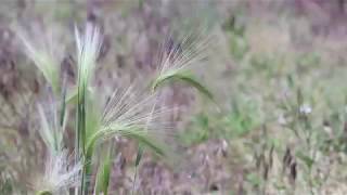 FOXTAIL BARLEY Hordeum jubatum [upl. by Cynera]