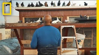 See How Pigeons Saved This Man From a Life on the Streets  Short Film Showcase [upl. by Nylatsirhc]