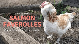 Salmon Faverolles 6MonthOld Chickens [upl. by Nilok]