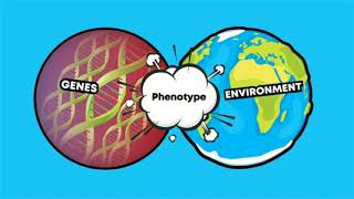 What is Phenotype [upl. by Nirre]