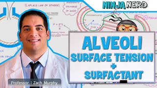 Respiratory  Surface Tension amp Surfactant in Alveoli [upl. by Sundin]