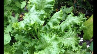 Were Growing Mustard Greens  Easy Growing Episode 5 [upl. by Roy]