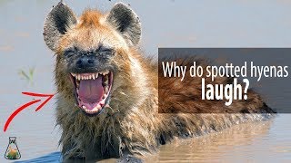 Why do spotted hyenas laugh [upl. by Gerladina]