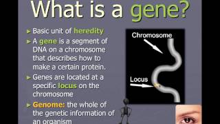 Chromosomes genes and alleles IB Biology [upl. by Estel310]