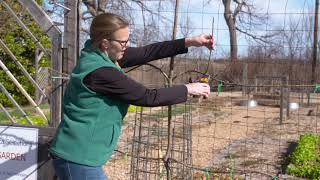 Espalier Fruit Trees is Easy [upl. by Zirtaeb]